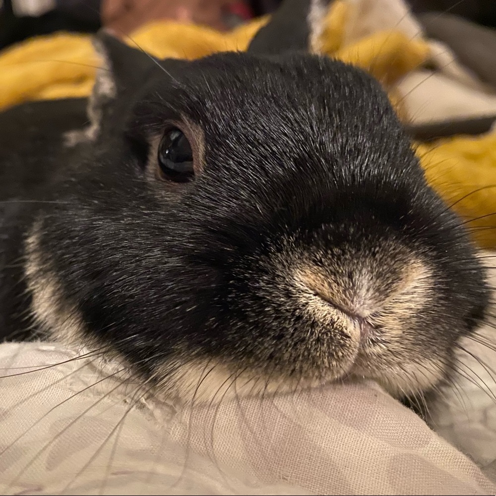 Meet your Posher, April